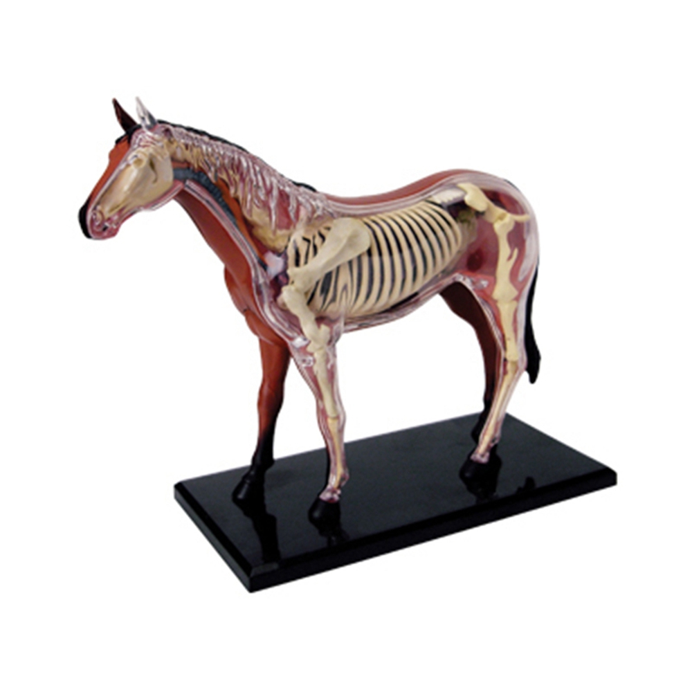 Animal Organ Anatomy Model 4D  - Science Diy Model recension och pris