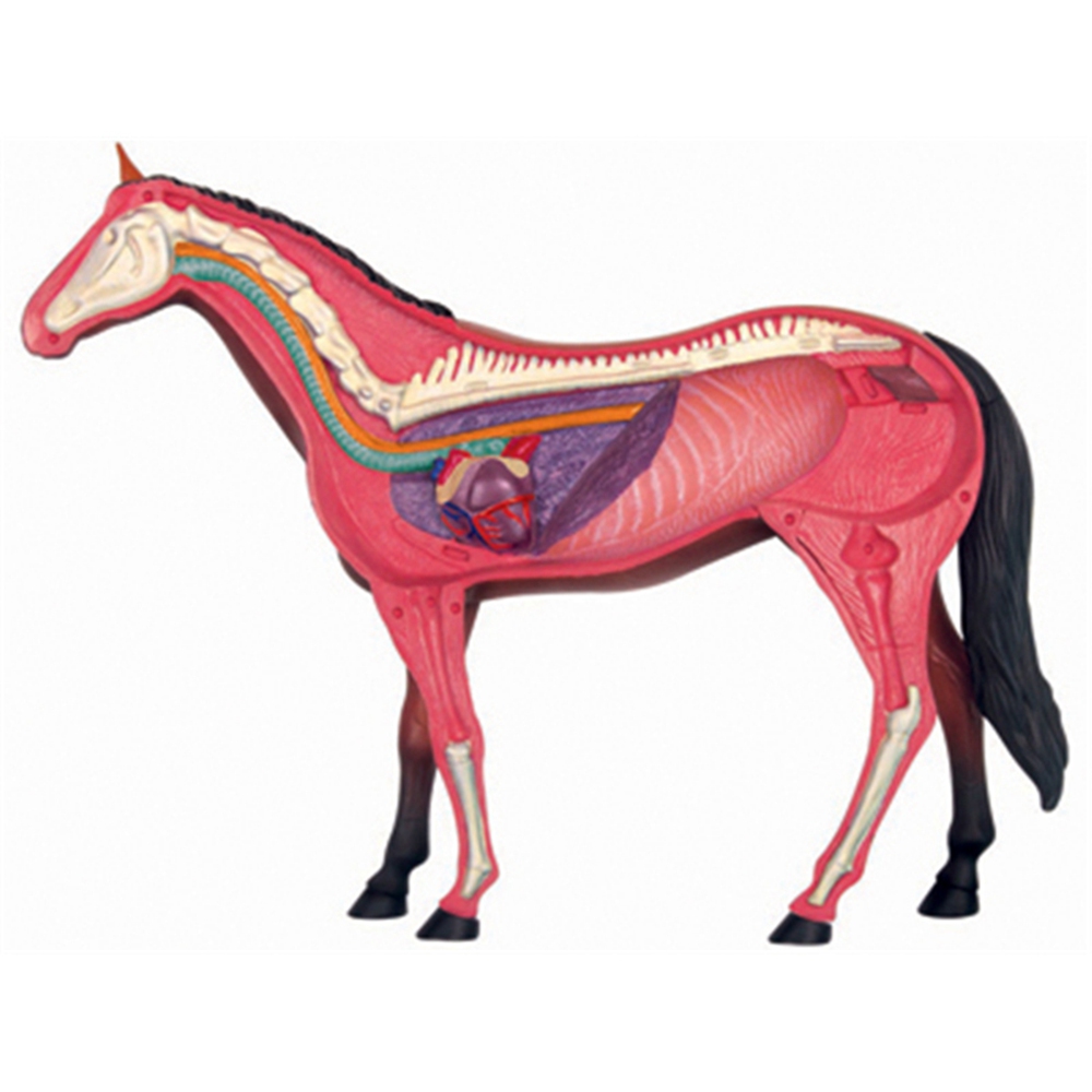 Animal Organ Anatomy Model 4D  - Science Diy Model recension och pris
