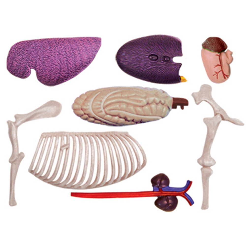 Animal Organ Anatomy Model 4D  - Science Diy Model recension och pris